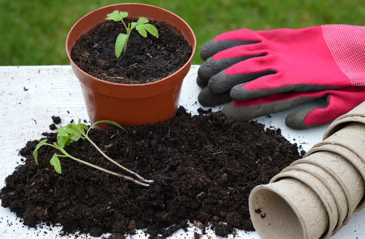 Tomato Plant Gardening Gloves  - neelam279 / Pixabay