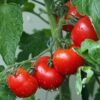 tomatoes vines water droplets wet 1561565