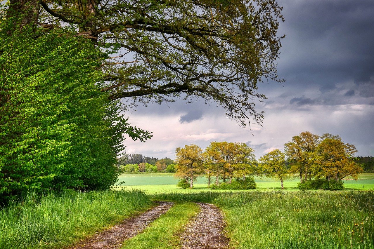 Trail Field Rural Trees Meadow  - fietzfotos / Pixabay