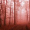 Trail Forest Fog Path Forest Road  - MAKY_OREL / Pixabay