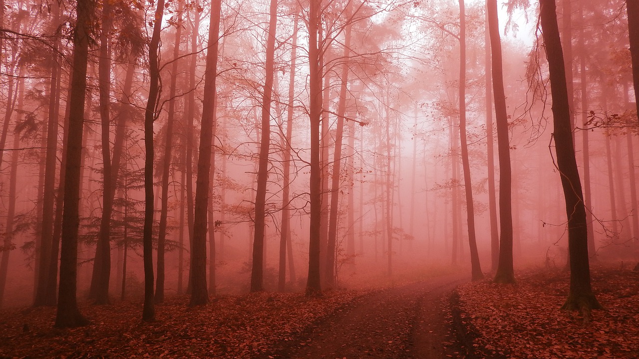 Trail Forest Fog Path Forest Road  - MAKY_OREL / Pixabay