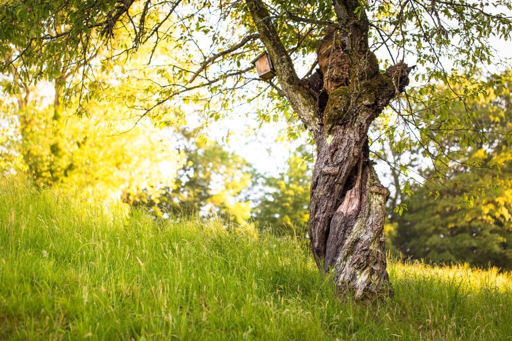 Tree Bark Nature Twisted Grass  - scratsmacker / Pixabay