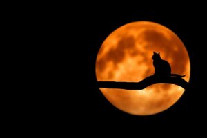 tree cat silhouette moon full moon 736877