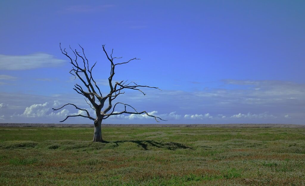 Tree Dead Alone Death Lonely  - aitoff / Pixabay