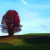 Tree Field Hill Lone Autumn Fall  - TizianoBortolotti / Pixabay