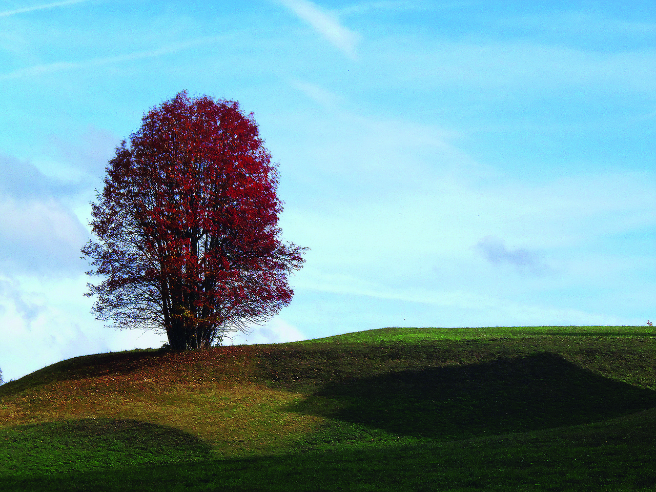 Tree Field Hill Lone Autumn Fall - TizianoBortolotti / Pixabay