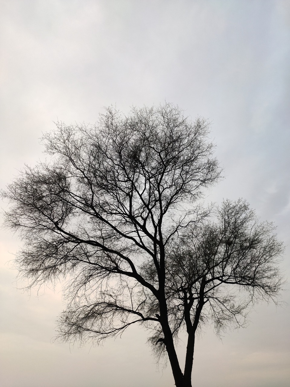 Tree Forest Darkness Dark Tree  - UdayBir / Pixabay