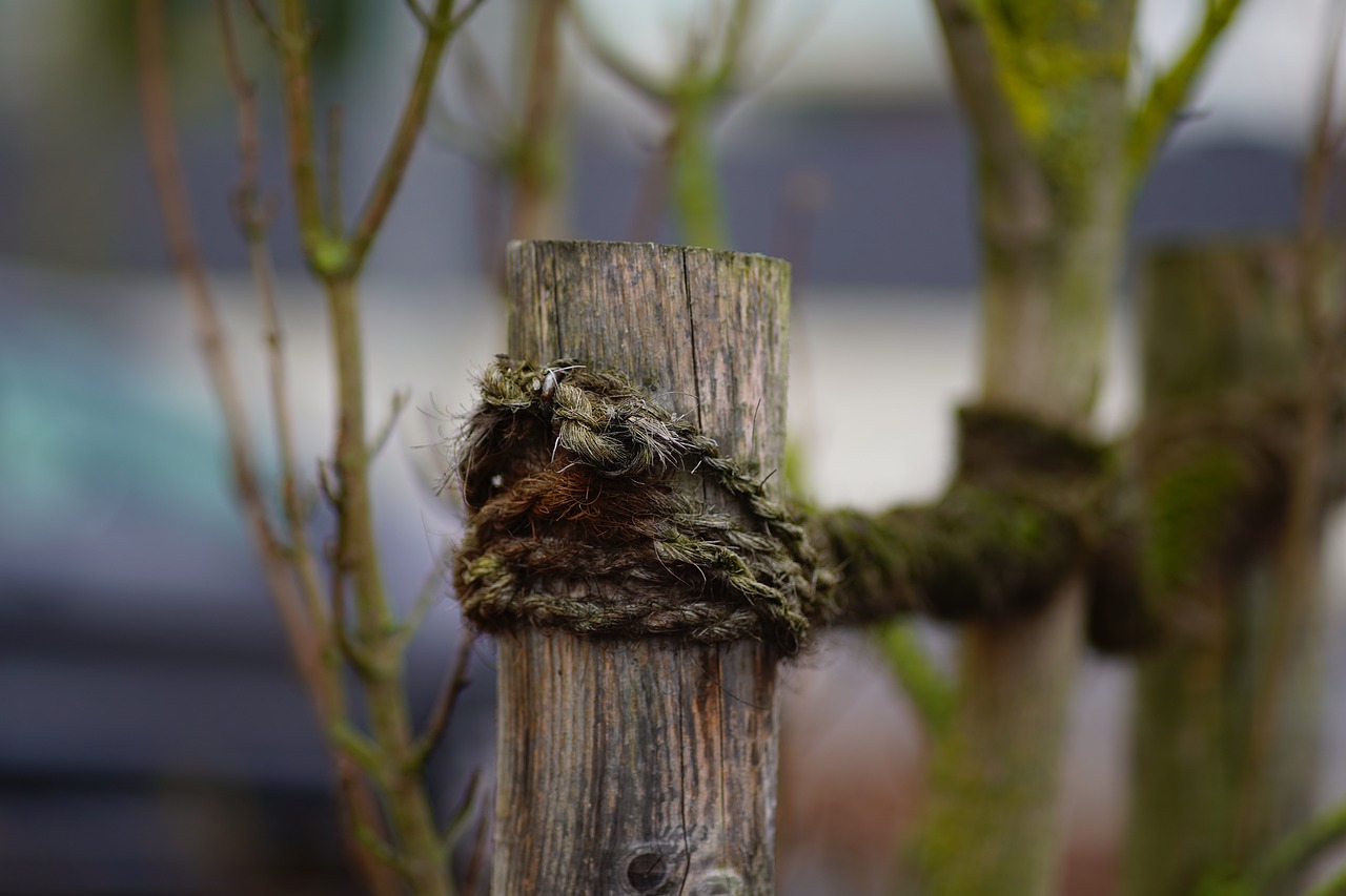 Tree Fruit Tree Branch Fruit Trees  - Mammiya / Pixabay