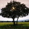 Tree Holm Oak Silhouette  - rperucho / Pixabay