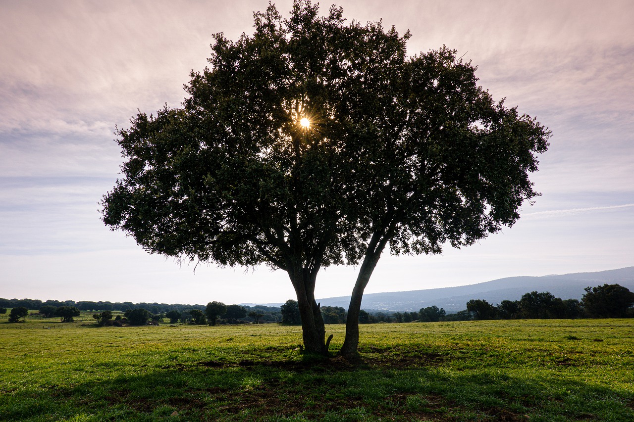 Tree Holm Oak Silhouette  - rperucho / Pixabay
