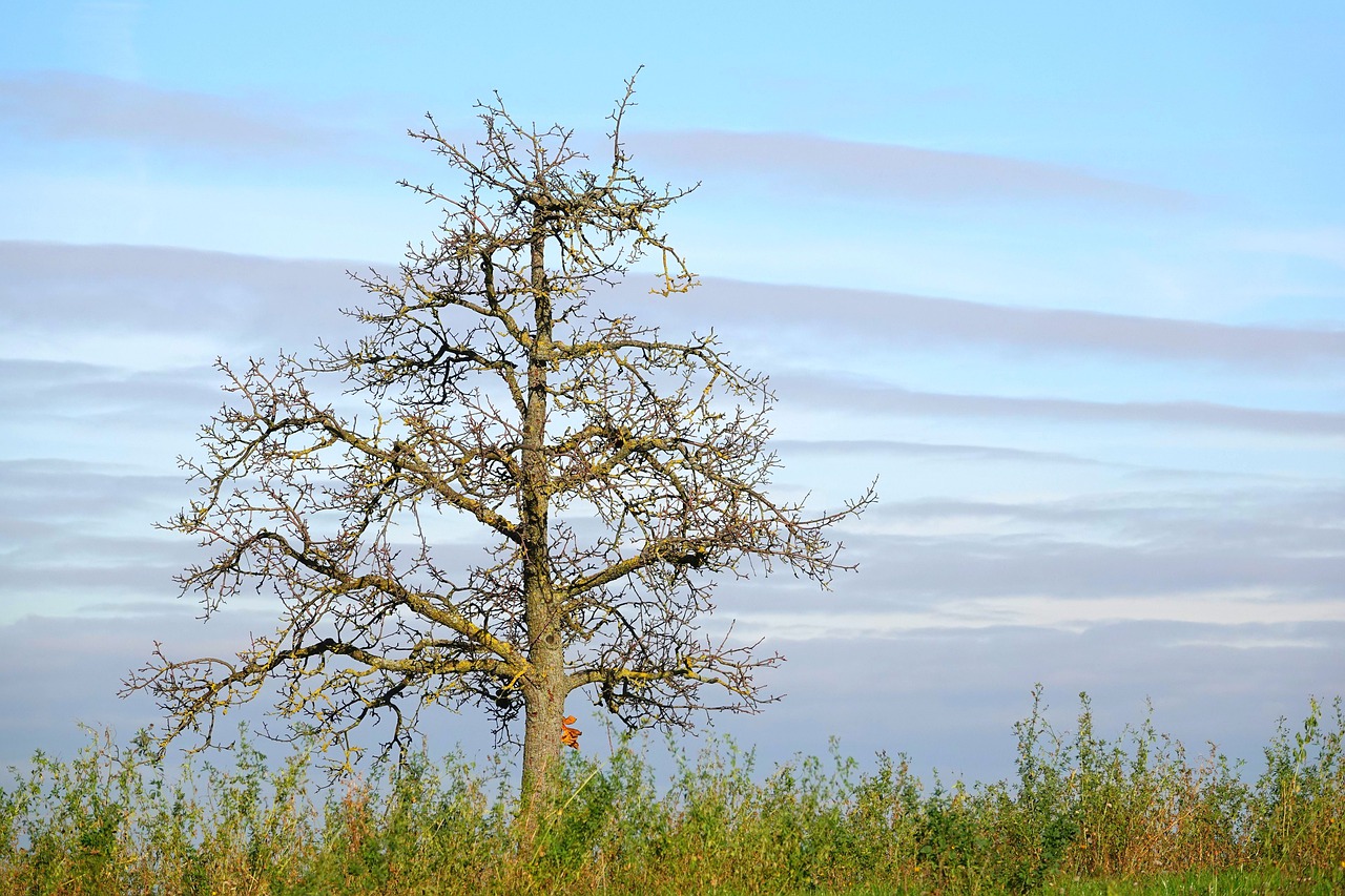 Tree Kahl The Last Leaf Nature - Uschi_Du / Pixabay