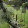 Tree Lichen Nature Moss Forest  - MDA_Marketing / Pixabay