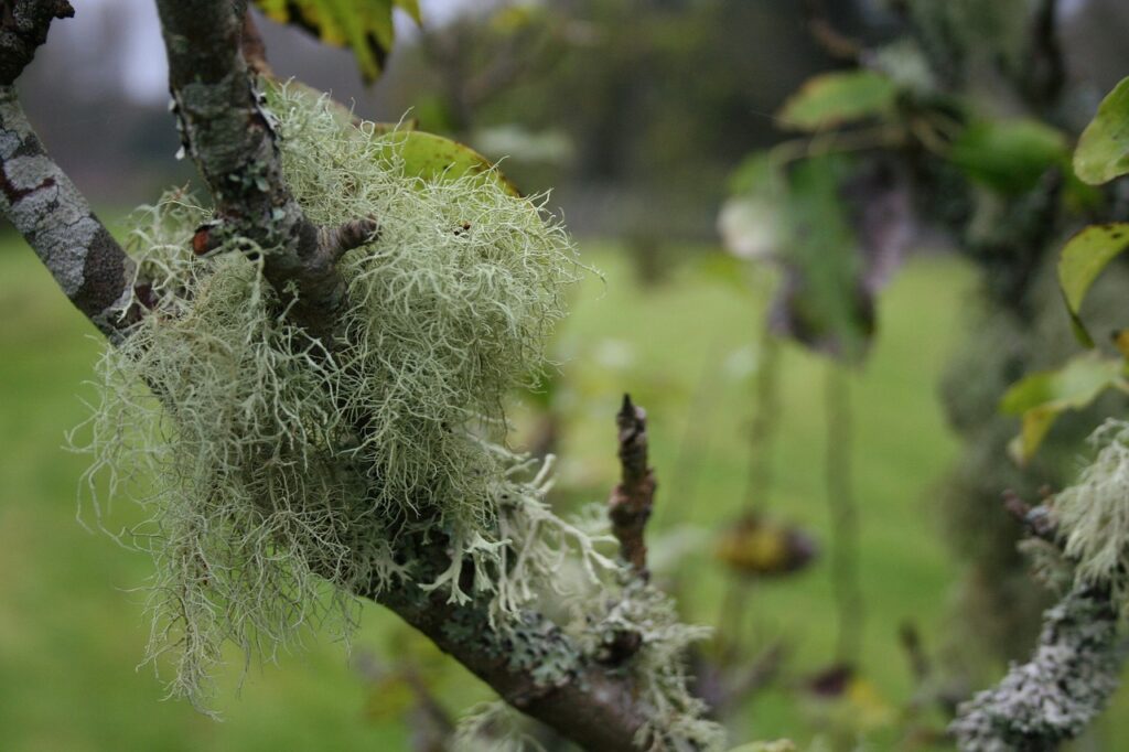 Tree Lichen Nature Moss Forest  - MDA_Marketing / Pixabay