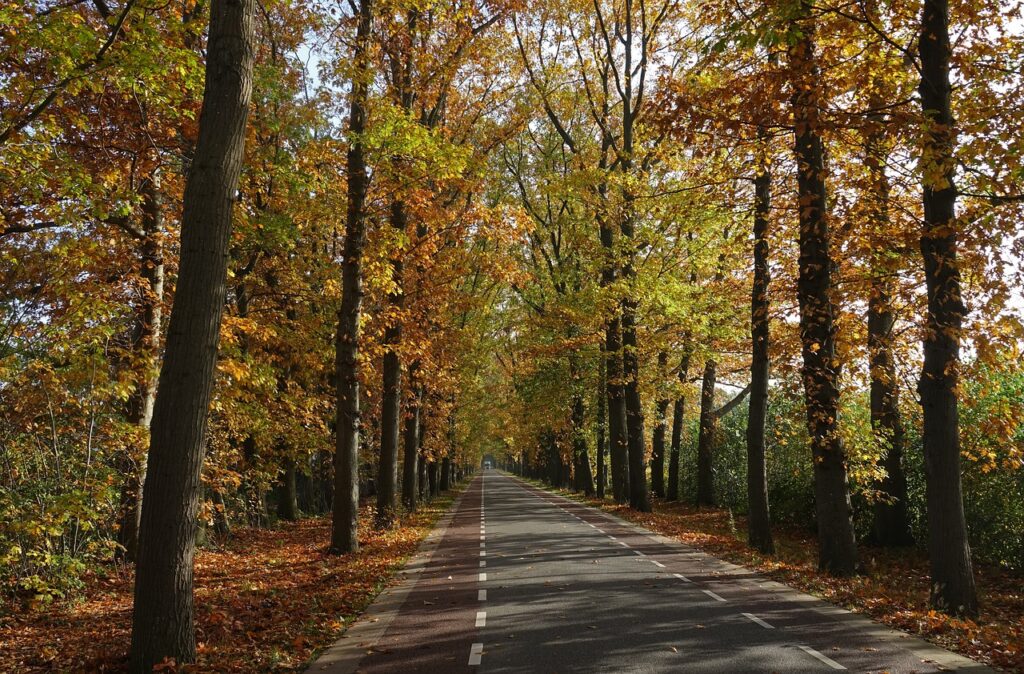Tree Lined Street Autumn Fall Colors  - ABeijeman / Pixabay