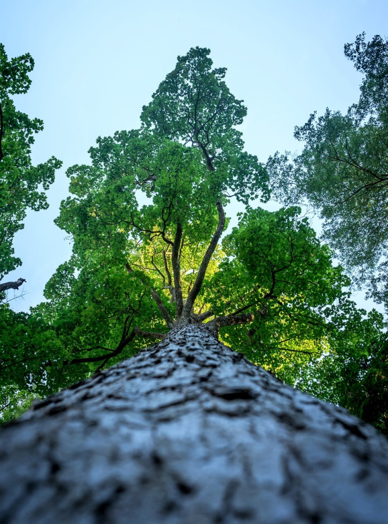 Tree Maple Nature Plant Tree Trunk  - Leonhard_Niederwimmer / Pixabay