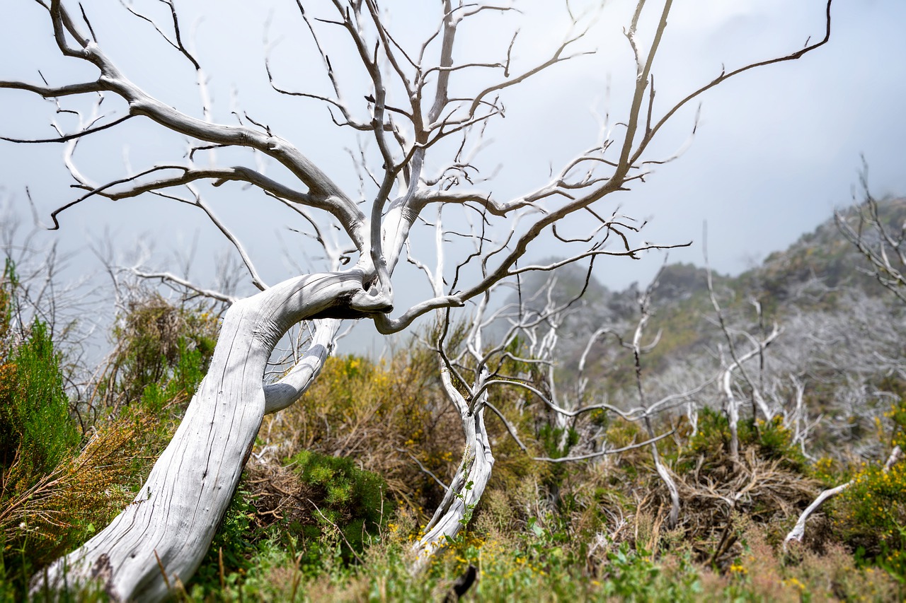 Tree Nature Outdoors Rural Madeira  - pixelRaw / Pixabay