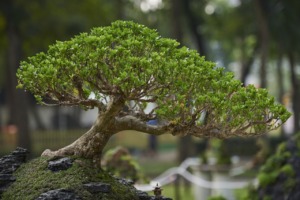 Tree Park Gardening Chinese - TieuBaoTruong / Pixabay
