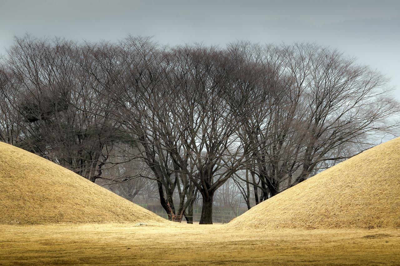 Tree Plant Nature Curve Twig  - jeonsango / Pixabay