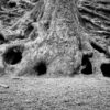 Tree Root Tree Root Log Nature  - Sabrinakoeln / Pixabay