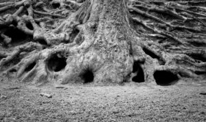 Tree Root Tree Root Log Nature  - Sabrinakoeln / Pixabay