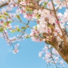 Tree Sakura Cherry Blossom Pink  - adamlapunik / Pixabay