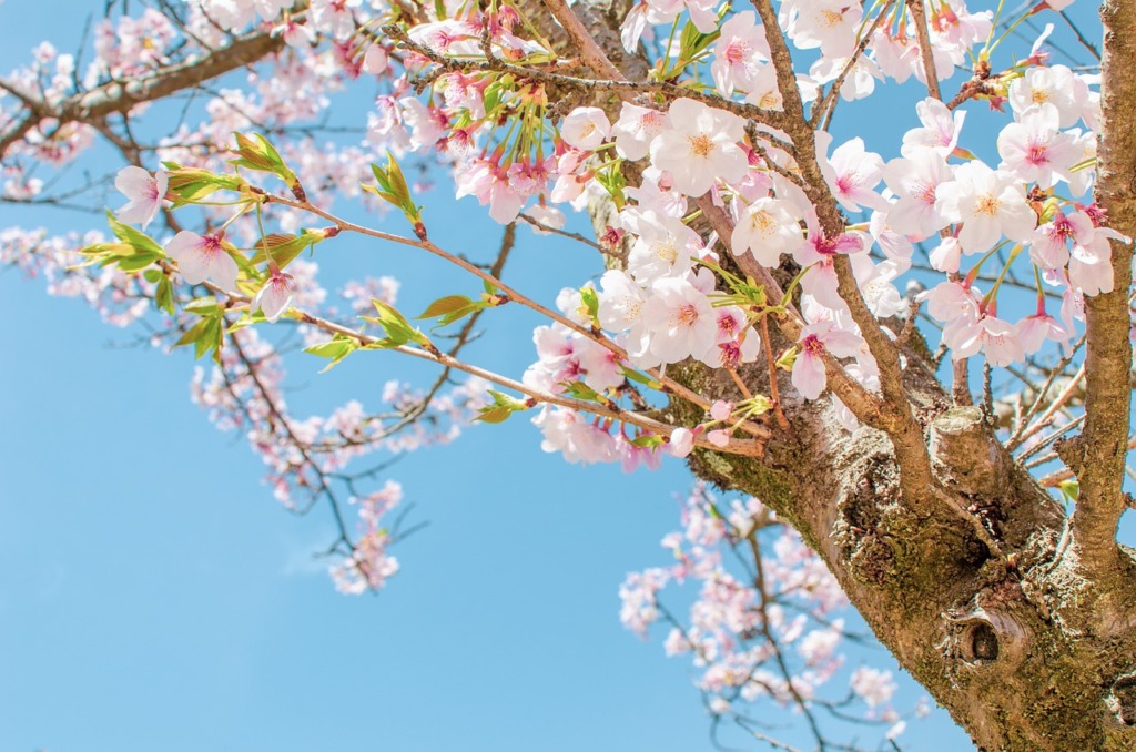 Tree Sakura Cherry Blossom Pink  - adamlapunik / Pixabay