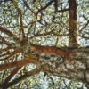 Tree Strain Pine Nature Branches  - lloorraa / Pixabay
