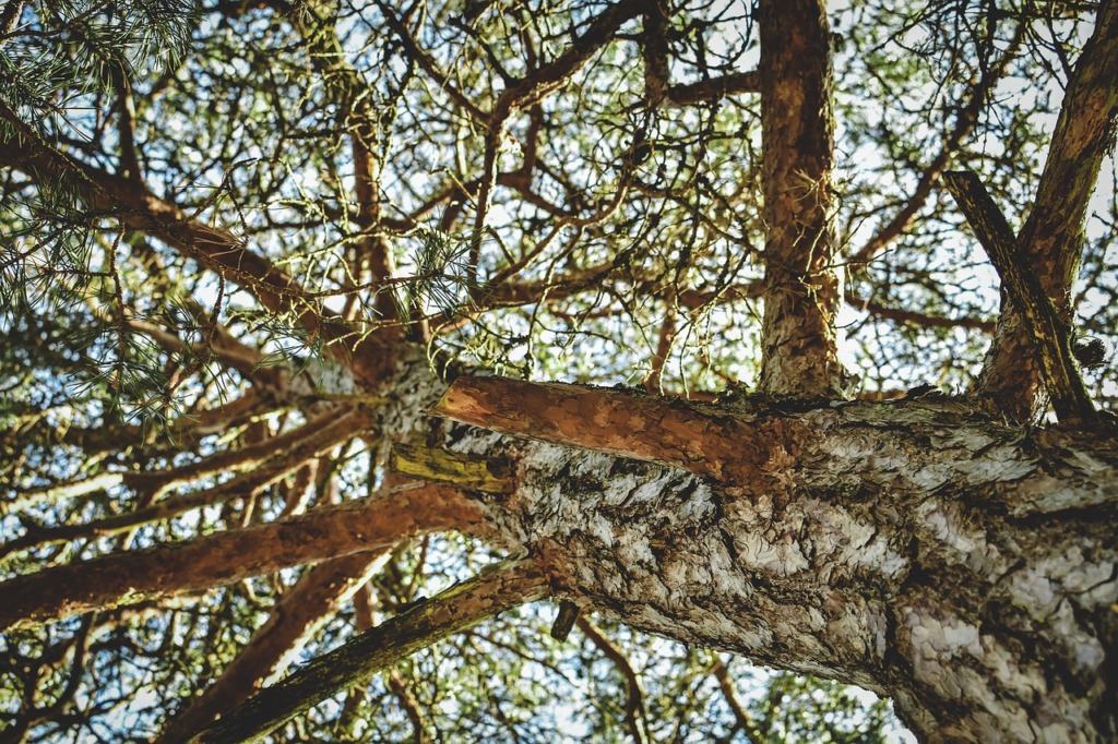 Tree Strain Pine Nature Branches  - lloorraa / Pixabay