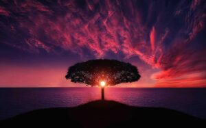 tree sunset clouds sky silhouette 736885