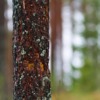 Tree Tree Bark Pine Tree Forest  - valentinhintikka / Pixabay