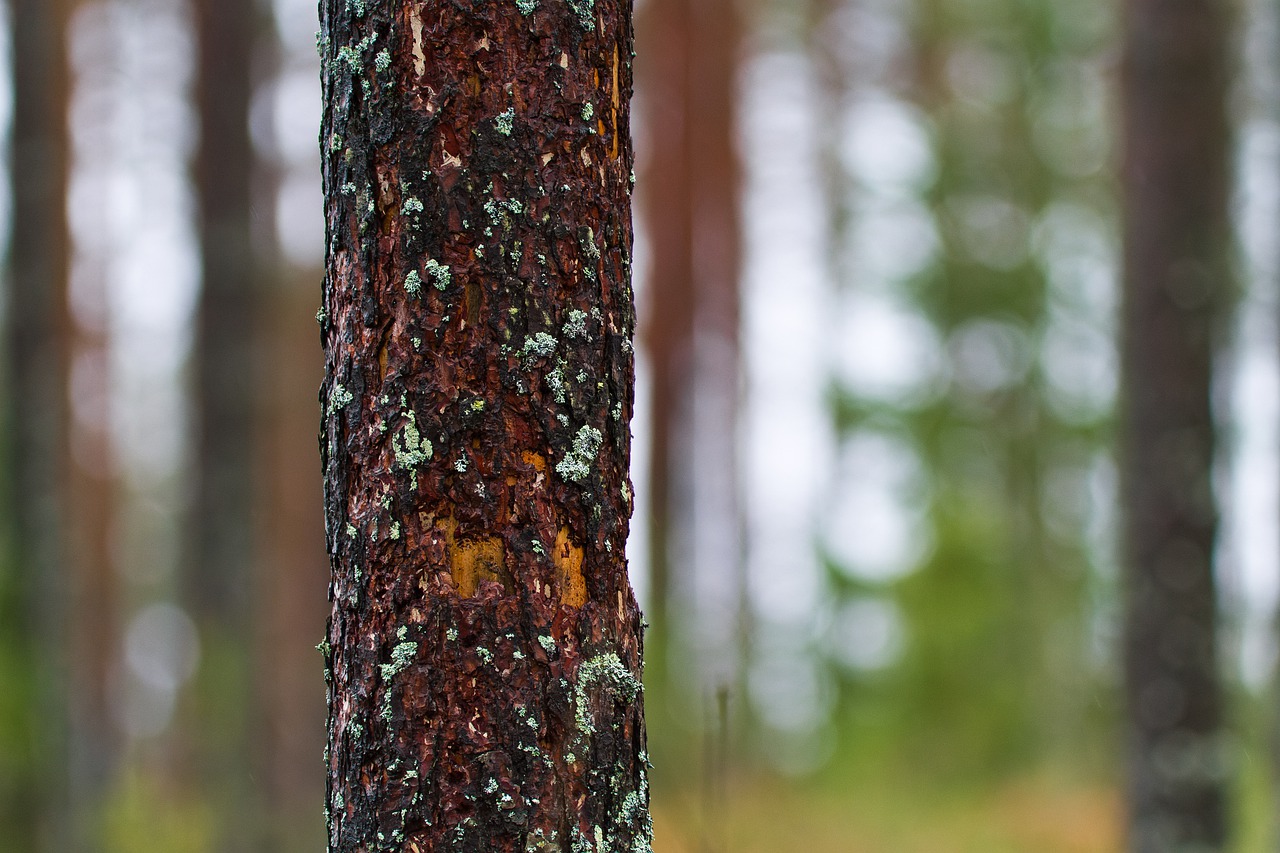 Tree Tree Bark Pine Tree Forest  - valentinhintikka / Pixabay