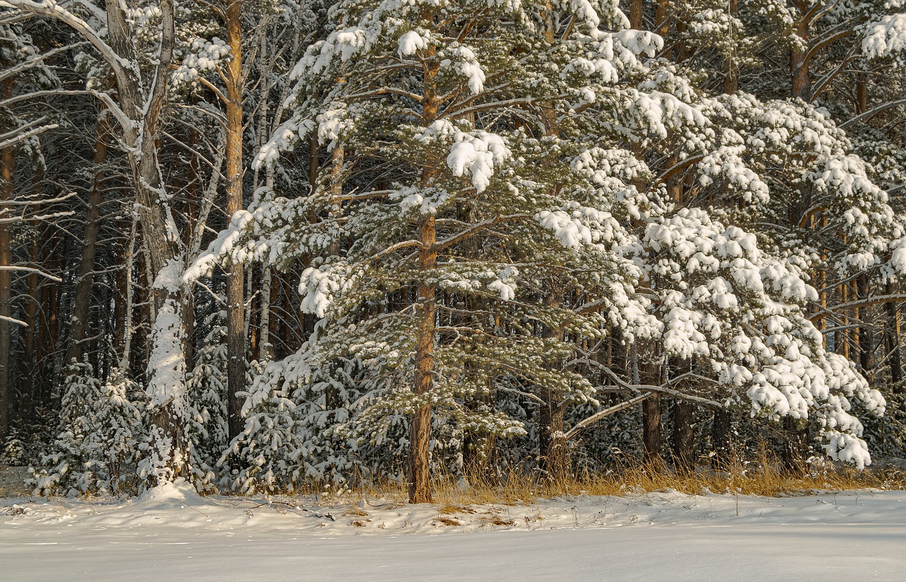 Trees Branch Woods Forest Frost  - azxa661 / Pixabay