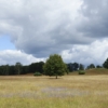 Trees Field Meadow Grass Clouds  - WielandTeixeira / Pixabay
