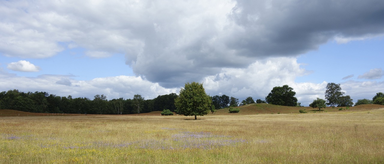 Trees Field Meadow Grass Clouds  - WielandTeixeira / Pixabay