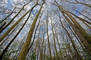 Trees Forest Trunks Tree Trunks  - Camera-man / Pixabay