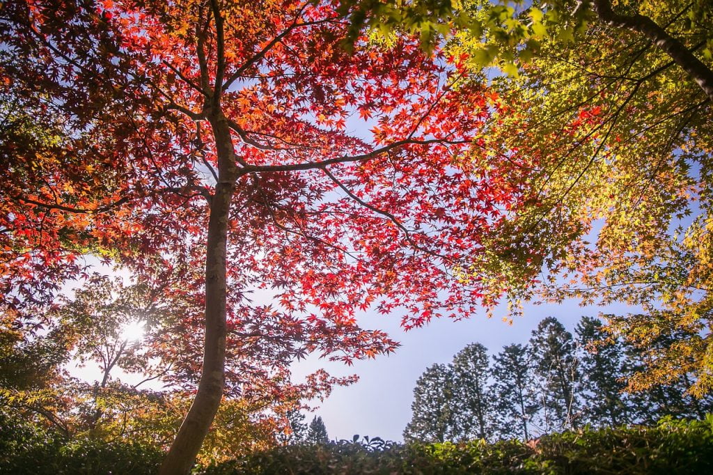Trees Leaves Maple Autumn Nature  - mystraysoul / Pixabay