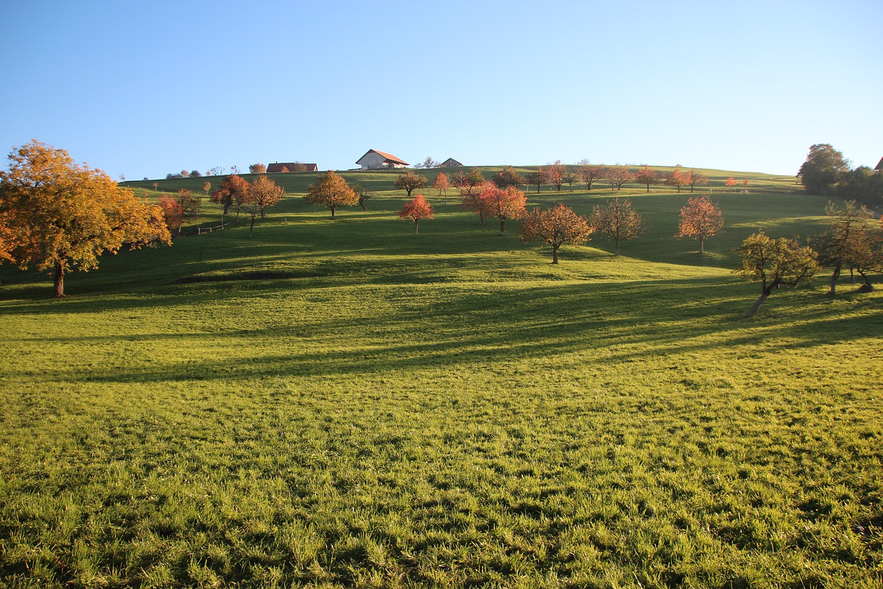 Trees Meadow Hill Fall Country  - RuthAschilier / Pixabay
