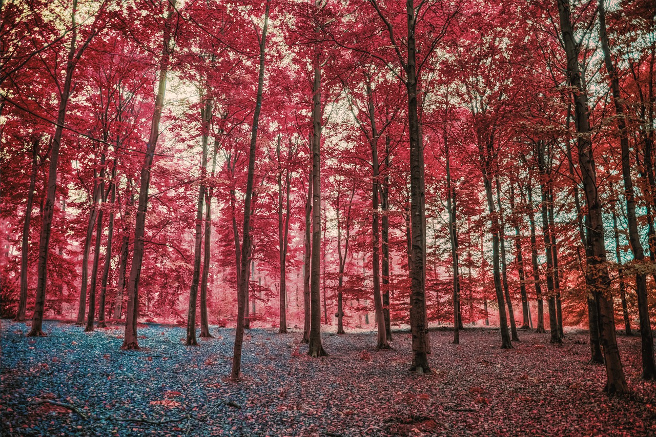 Trees Pink Flowers Flower Bloom  - AJS1 / Pixabay
