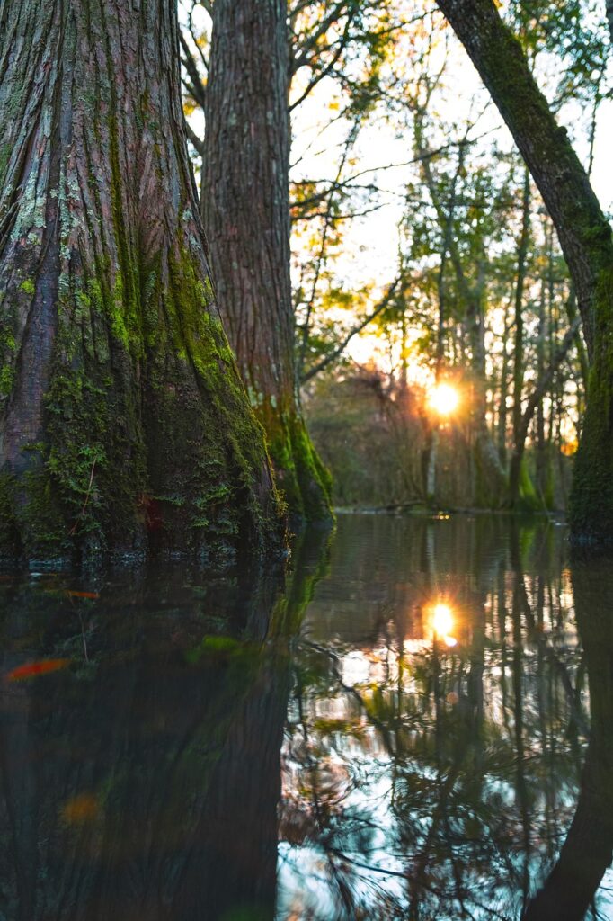 Trees Swamp Wetland Jungle  - JoshuaWoroniecki / Pixabay
