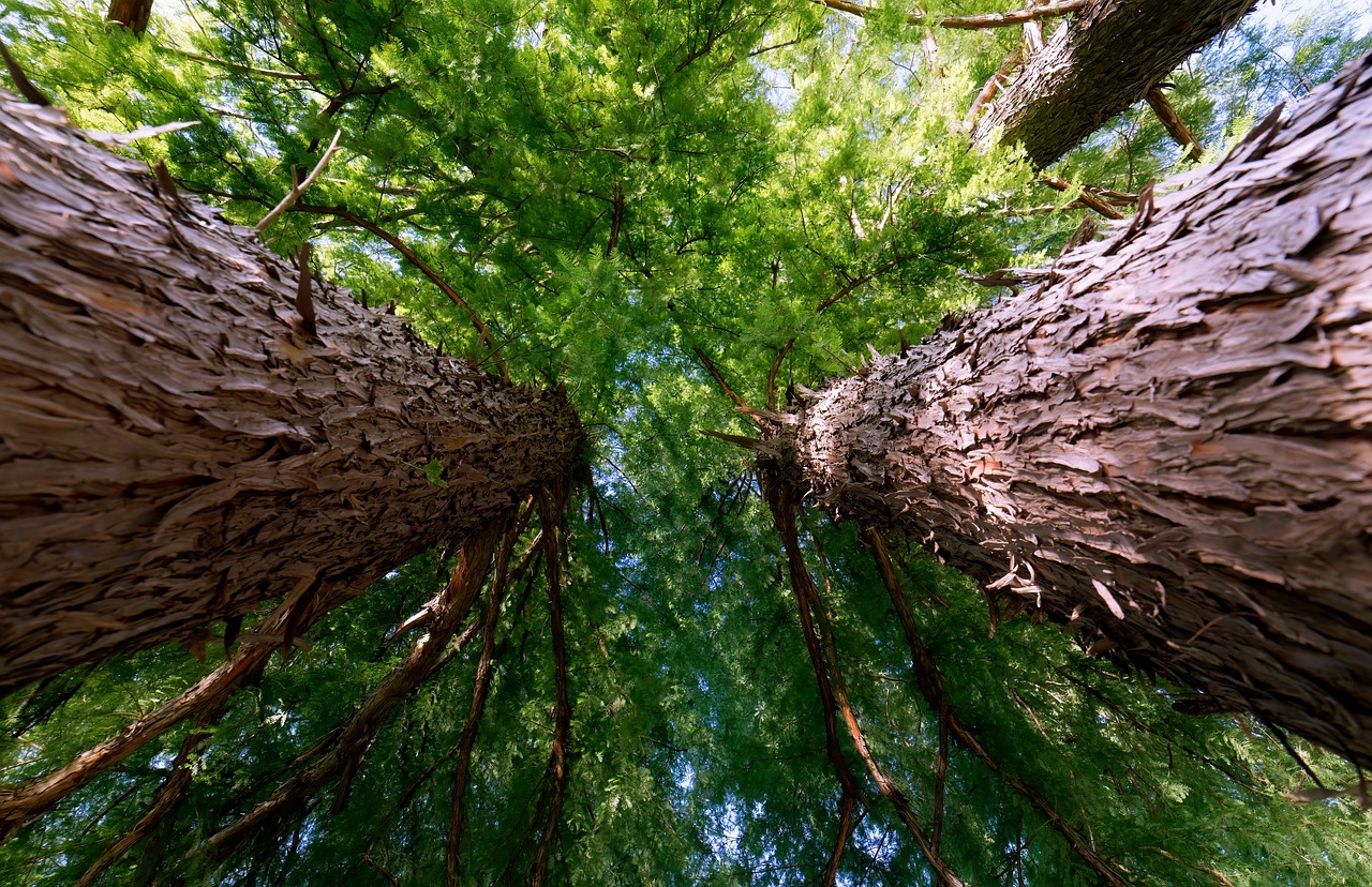 Trees Trunks Branch Foliage Leaves  - icsilviu / Pixabay