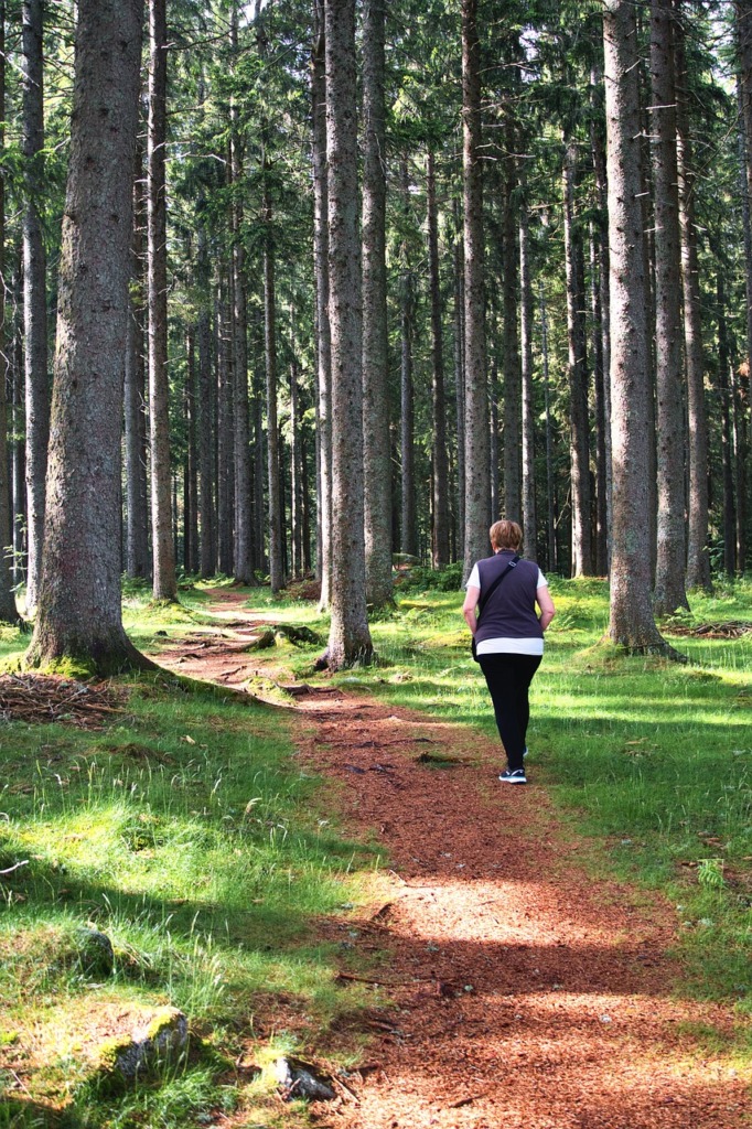 Trekking Forest Nature Environment  - MemoryCatcher / Pixabay