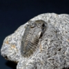 Trilobite Fossils Arthropods Animal  - Camera-man / Pixabay