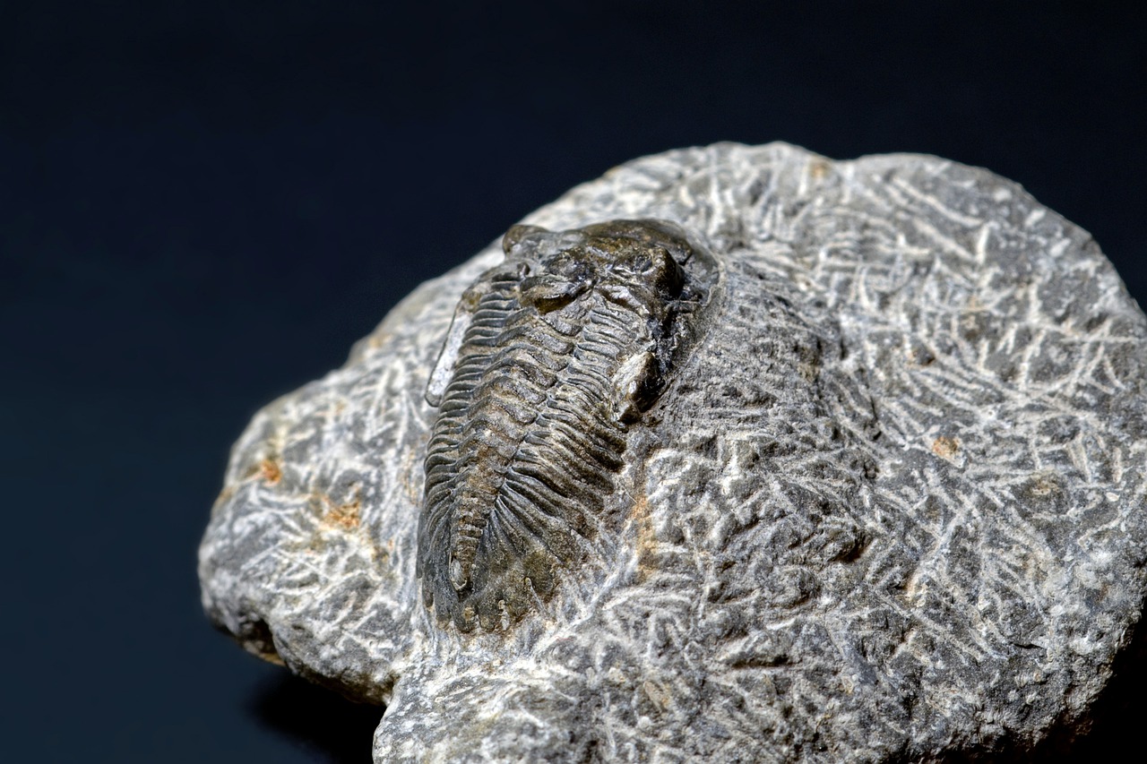 Trilobite Fossils Arthropods Animal  - Camera-man / Pixabay