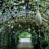 Tunnel Gourds Vegetables Garden  - YHBae / Pixabay