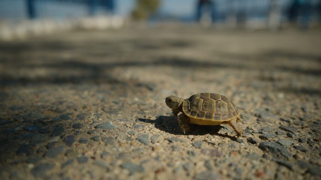 Turtle Animal Pavement Reptile  - MaratSadykov / Pixabay