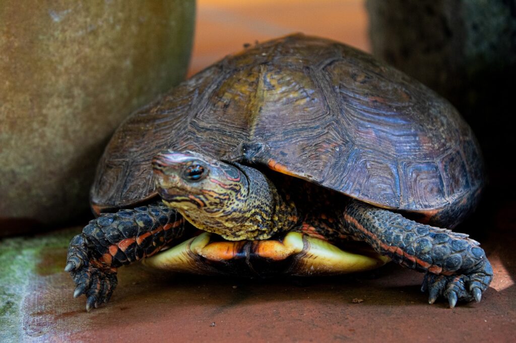Turtle Animal Pet Shell Reptile  - ArlynM / Pixabay