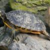 Turtle Reptile Shield Slowly  - Elsemargriet / Pixabay