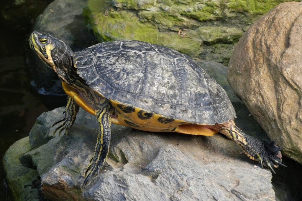 Turtle Reptile Shield Slowly  - Elsemargriet / Pixabay