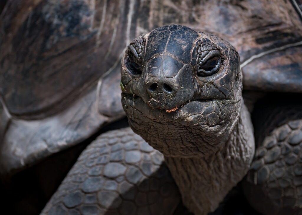 Turtle Reptile Tortoise Wildlife  - Ri_Ya / Pixabay