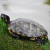 Turtle Shell Reptile Turtle Shell  - renatomenichini / Pixabay